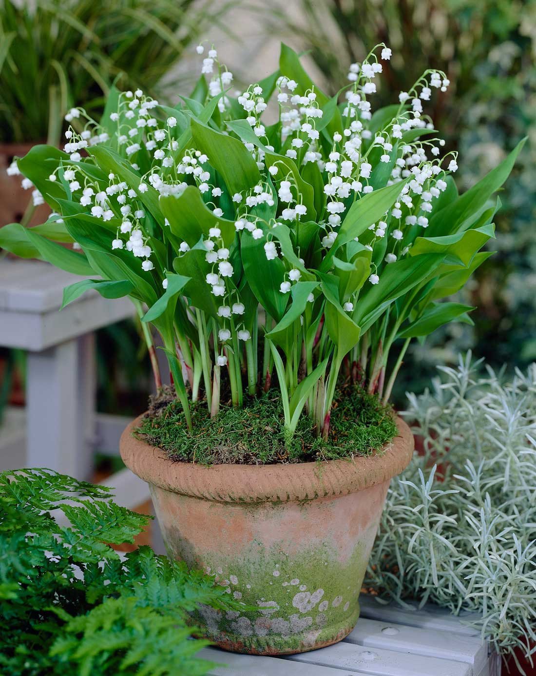 How to Plant, Grow, and Care for Lily of the Valley