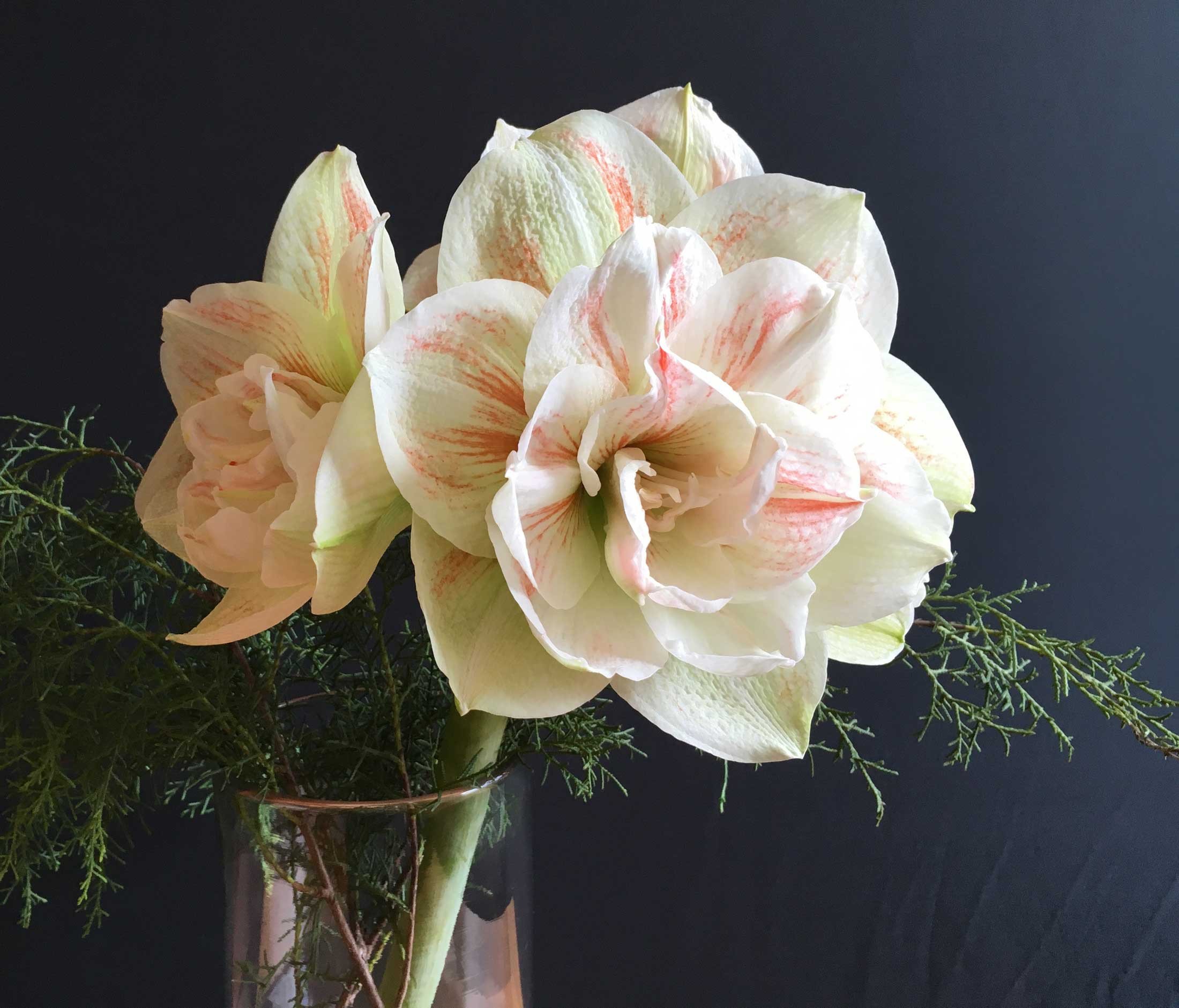 How To Use Amaryllis As Cut Flowers