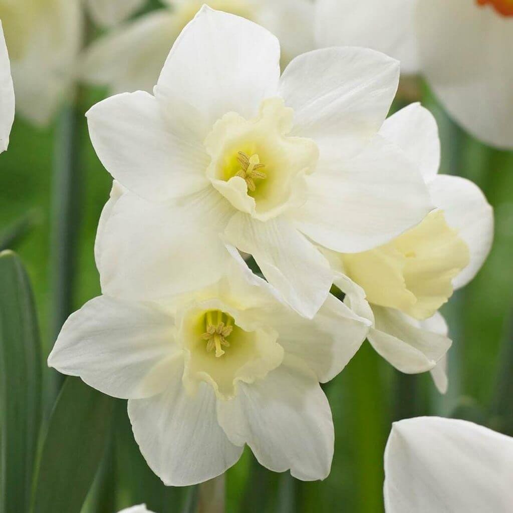 Tips for Using Daffodils as Cut Flowers - Longfield Gardens