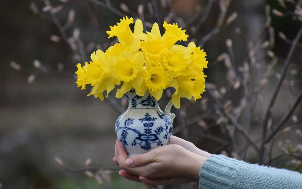 Tips for Using Daffodils as Cut Flowers - Longfield Gardens