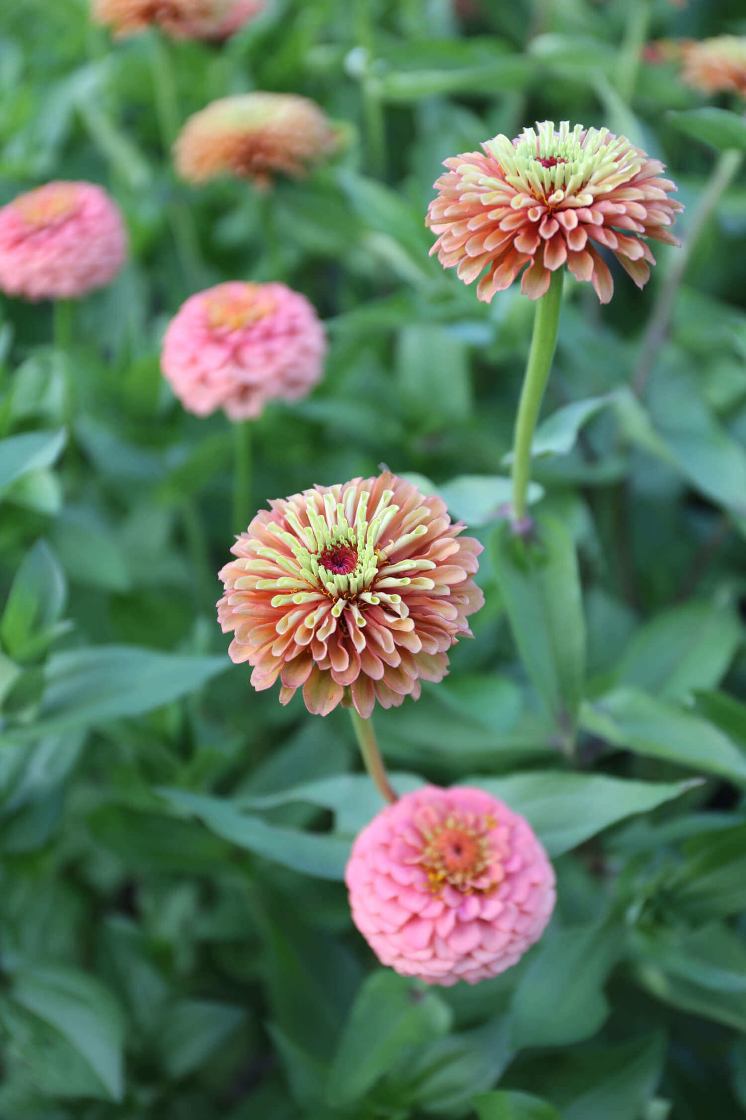 How and Why to Deadhead Flowers - Longfield Gardens
