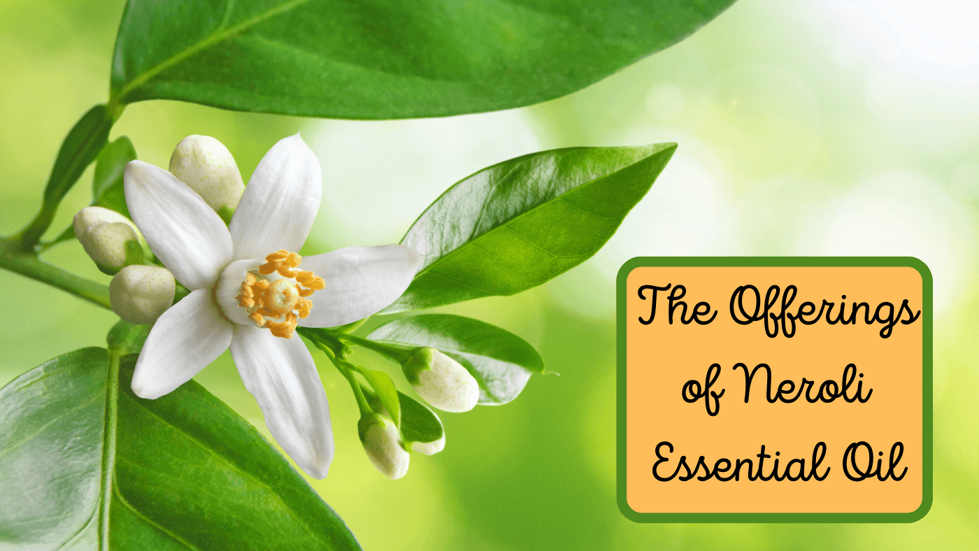 A Royal Affair: The Intoxicating Gifts of Neroli Essential Oil