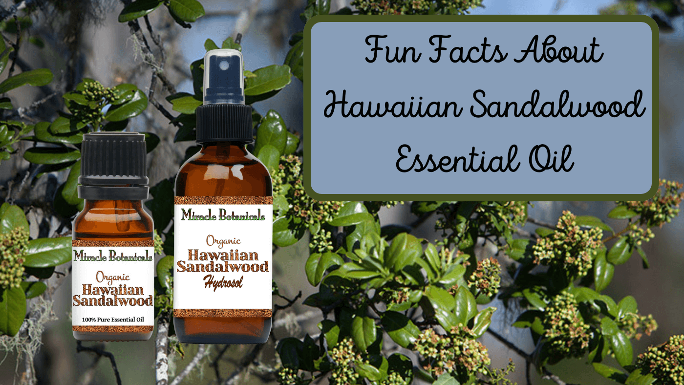 Hawaiian Sandalwood Essential Oil - Fun Facts