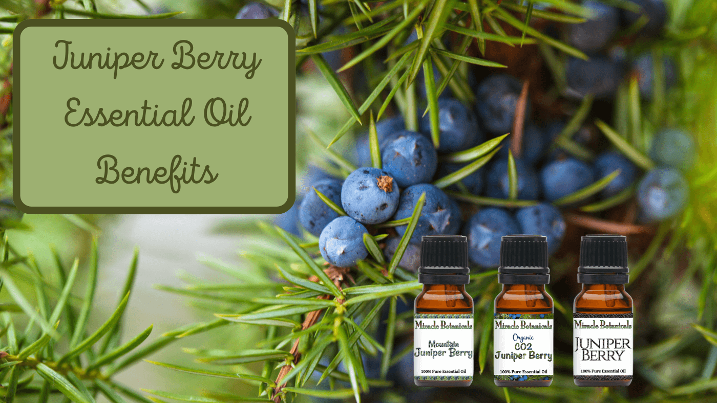 Juniper Berry Essential Oil Benefits