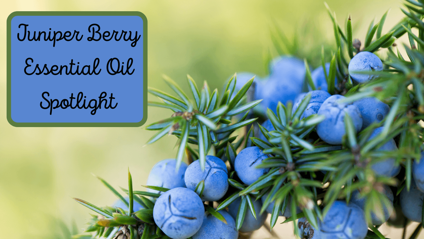 Juniper Berry Essential Oil Spotlight
