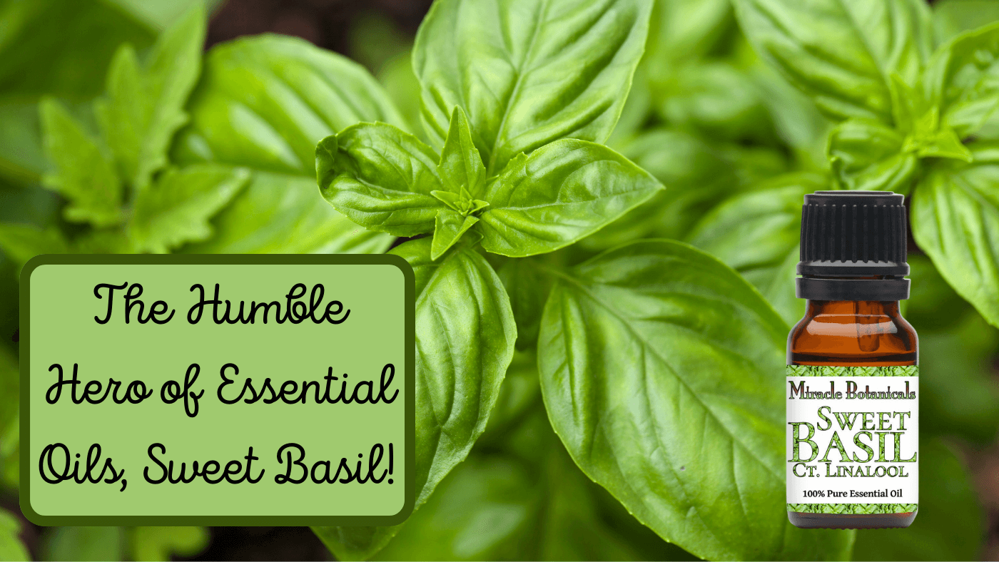 Sweet Basil Essential Oil Blasts Inflammation