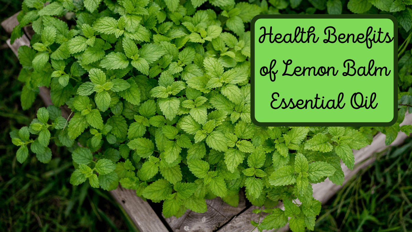 The Powerful Health Benefits of Lemon Balm (Melissa Essential Oil)