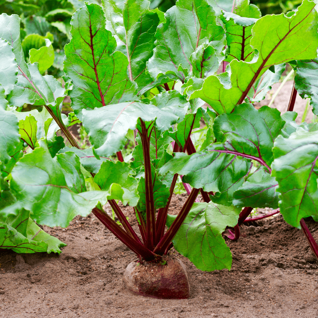 Image of Bergamot companion plants vegetables beetroot