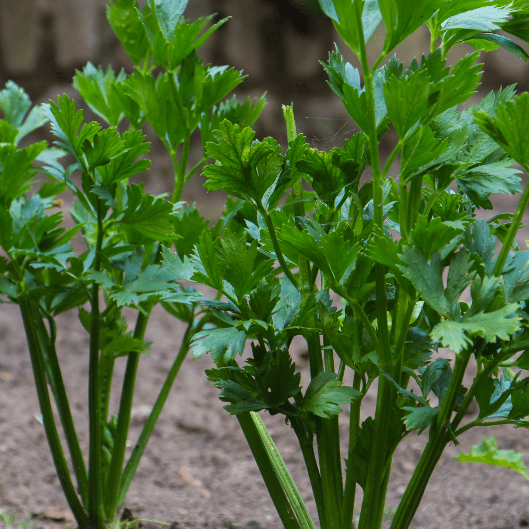 Image of Celery as companion plants for green beans