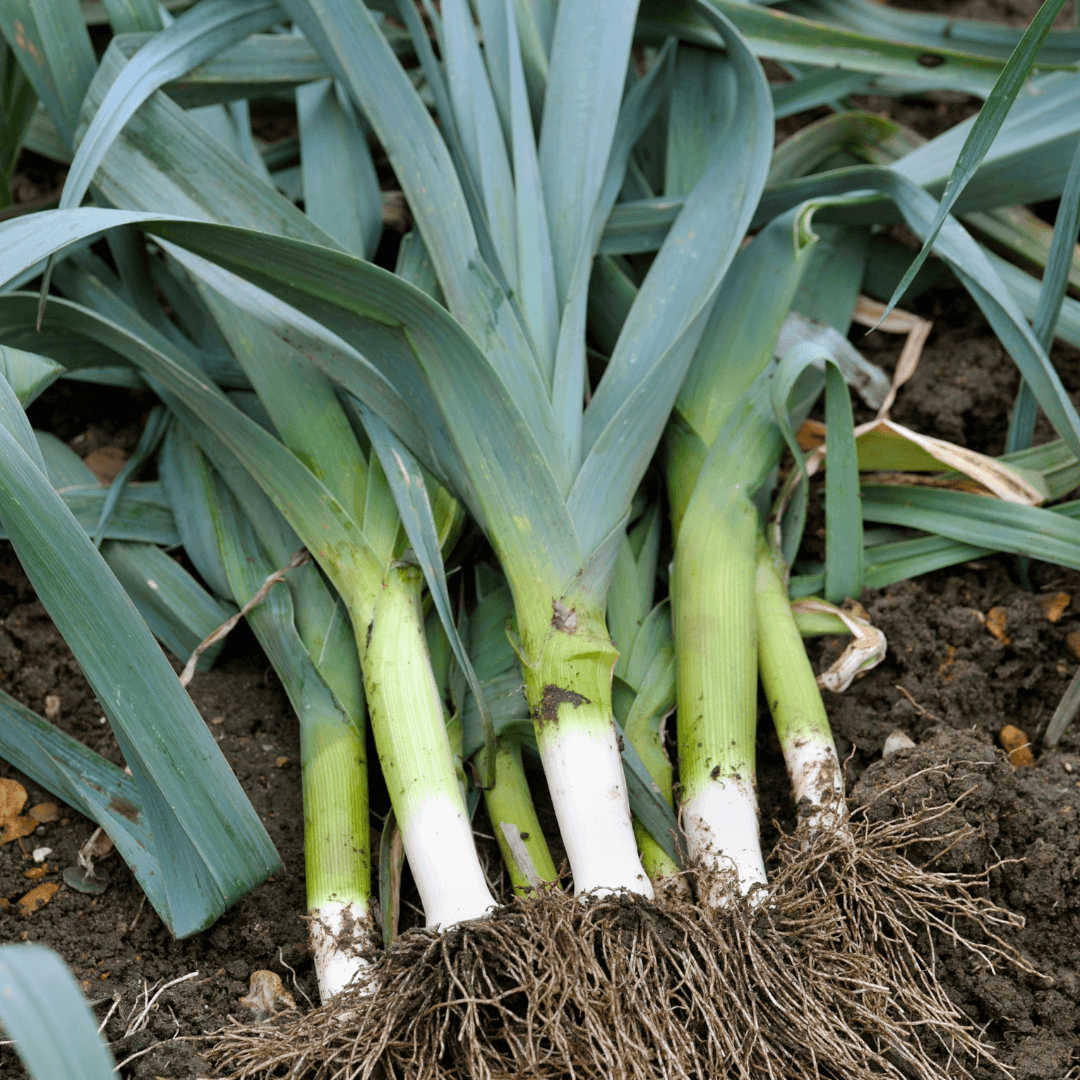 Image of Leeks as companion plants for celery