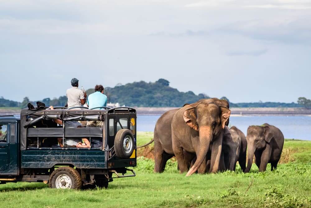 Sarafi truck watching adult and baby elephants