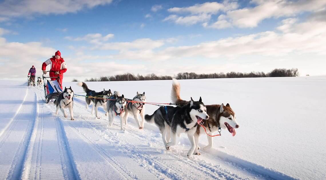 A woman in red snow sport outfit on a sledge with six huskies in the snow.