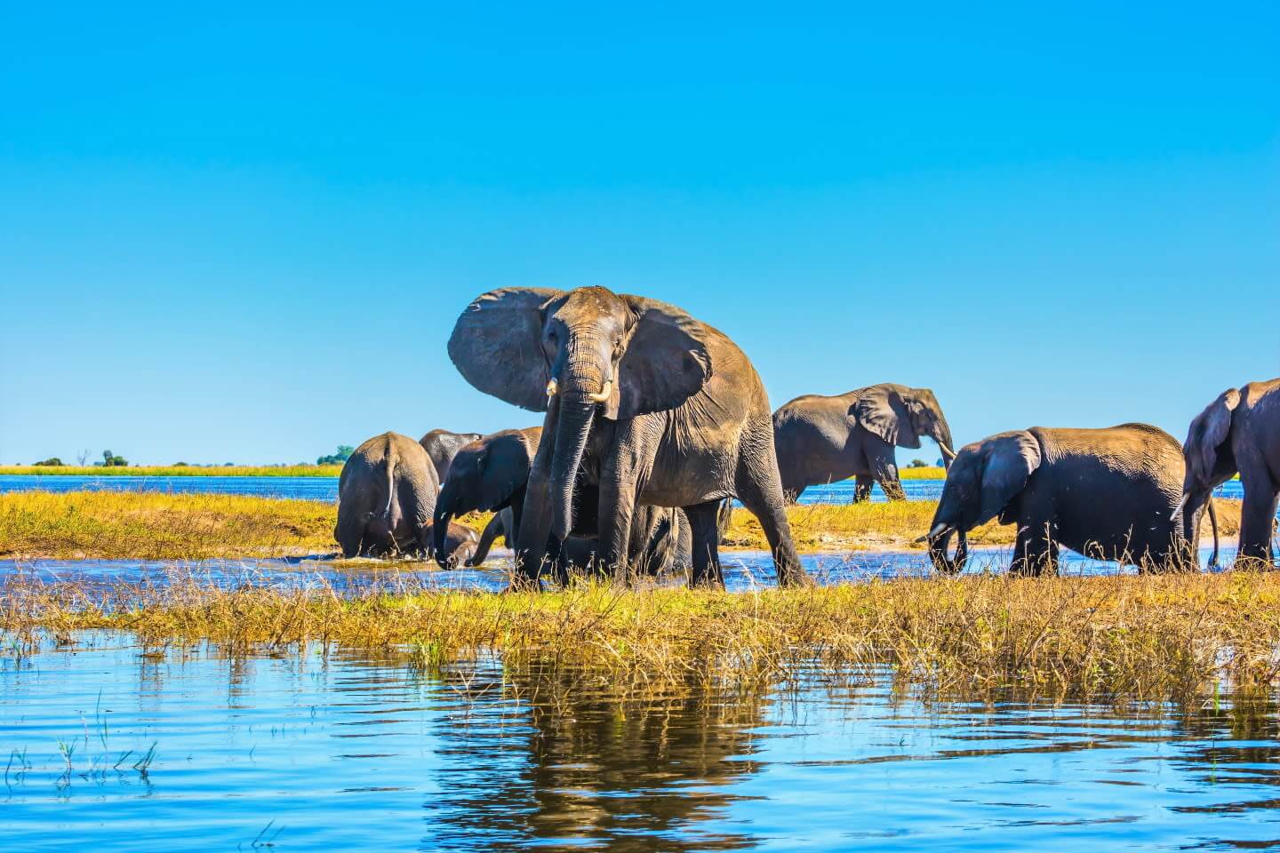 A heard of elephants including adults and cubs at the Okavango Delta